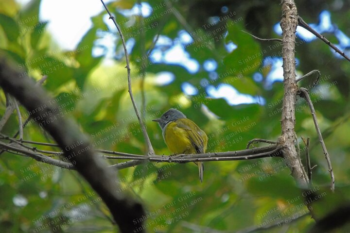 Bird Watching in Sinharaja Rainforest - Sinharaja Tour Guide